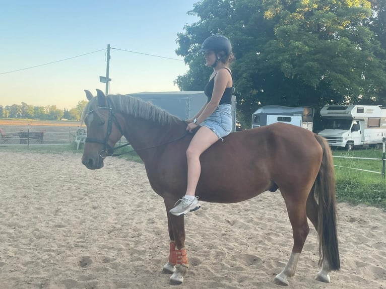 Lewitzer Gelding 5 years 13,3 hh Chestnut-Red in Sehnde