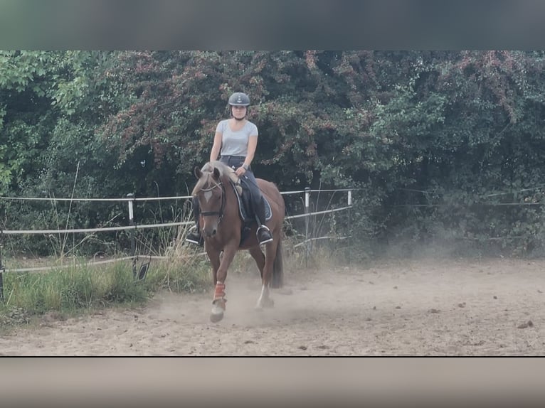 Lewitzer Gelding 5 years 13,3 hh Chestnut-Red in Sehnde