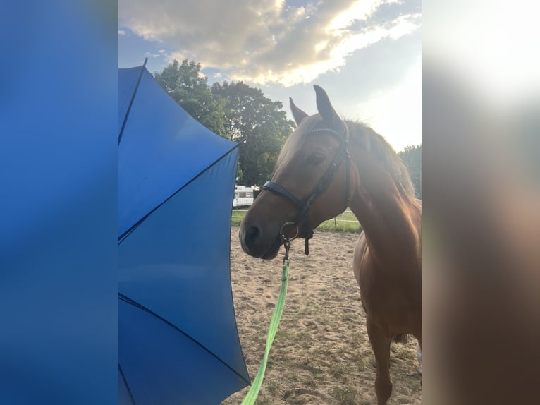 Lewitzer Gelding 5 years 13,3 hh in Sehnde