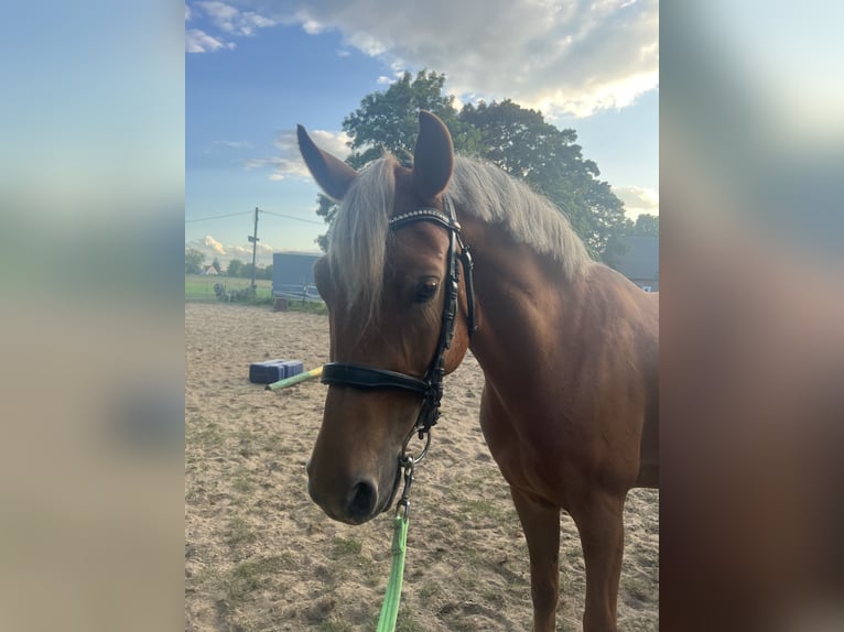 Lewitzer Gelding 5 years 13,3 hh in Sehnde