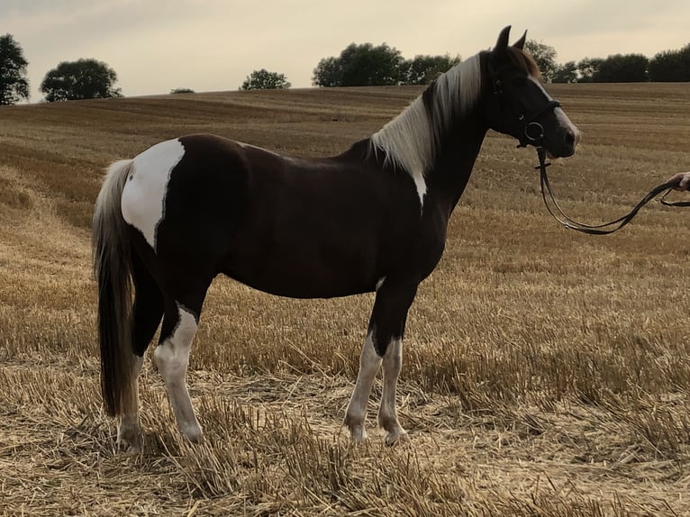 Lewitzer Gelding 5 years 13,3 hh Pinto in Bosau