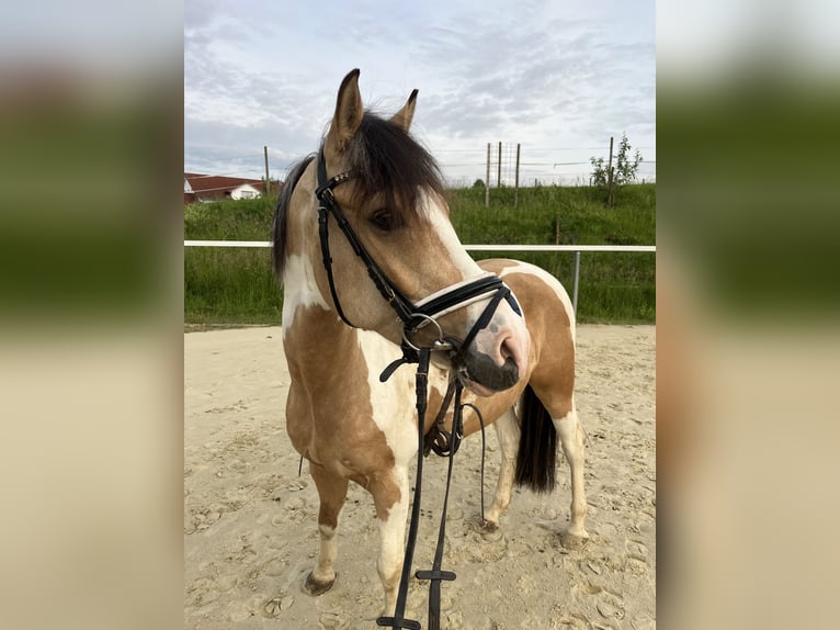 Lewitzer Gelding 5 years 14.2 hh Pinto in Biberach an der Riß