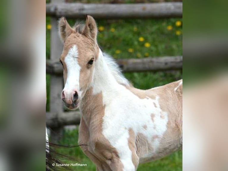 Lewitzer Gelding 5 years 14.2 hh Pinto in Biberach an der Riß