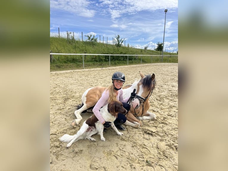 Lewitzer Gelding 5 years 14.2 hh Pinto in Biberach an der Riß