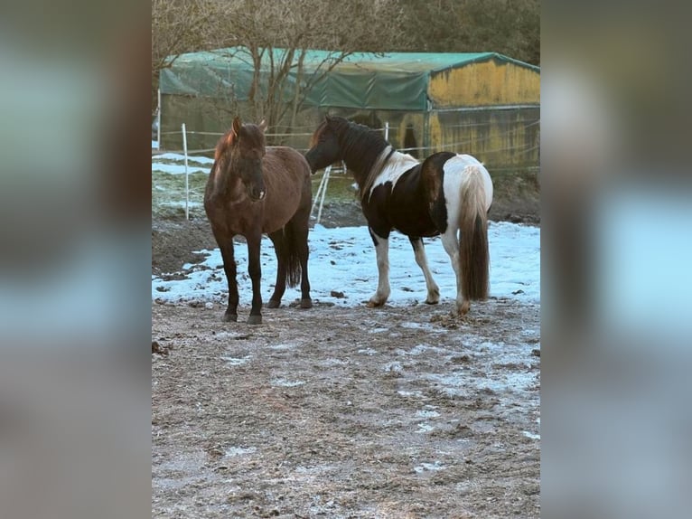 Lewitzer Mix Gelding 5 years 14 hh Pinto in Bergen