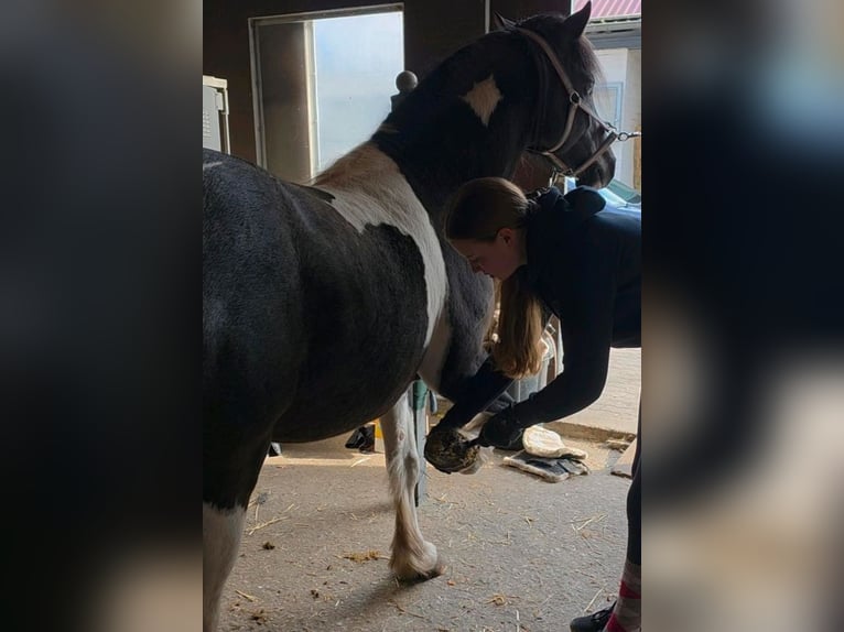 Lewitzer Mix Gelding 5 years 14 hh Pinto in Bergen