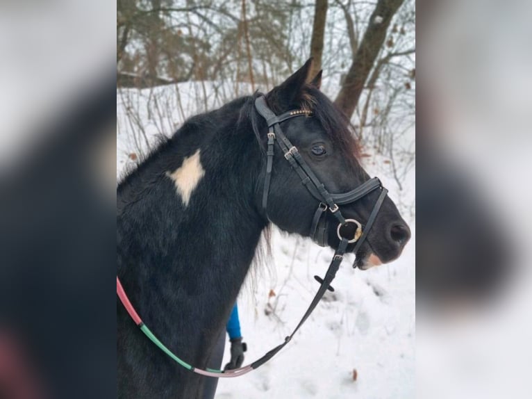 Lewitzer Mix Gelding 5 years 14 hh Pinto in Bergen