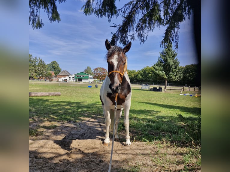 Lewitzer Gelding 5 years 14 hh Pinto in Alt Mölln