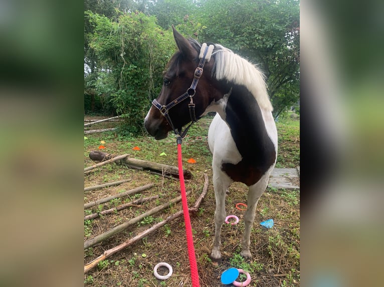 Lewitzer Gelding 5 years 14 hh Pinto in Alt Mölln