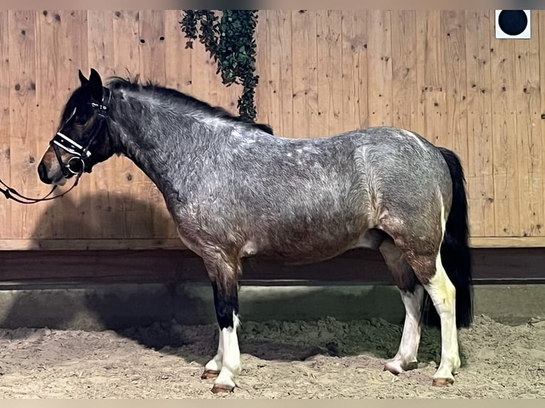 Lewitzer Mix Gelding 6 years 12,2 hh Pinto in Riedlingen