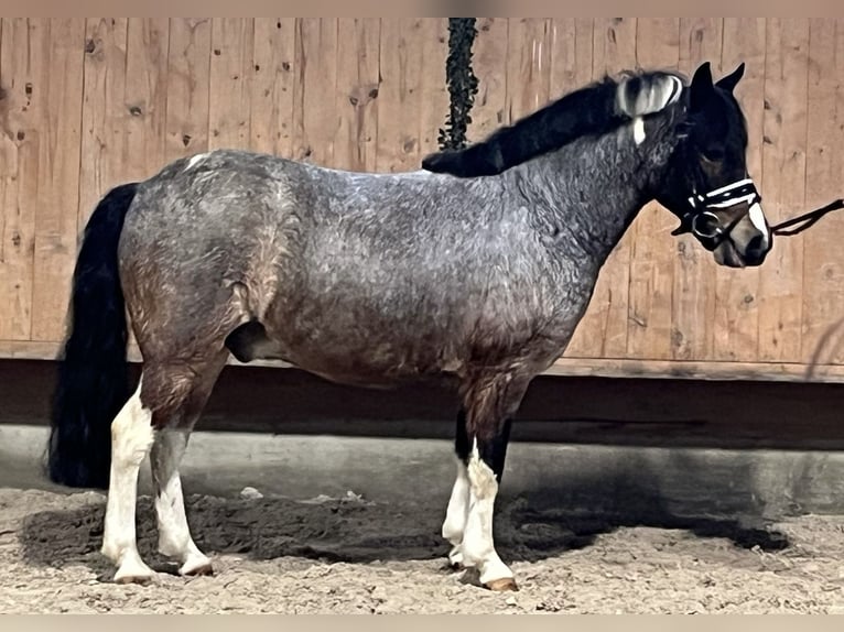 Lewitzer Mix Gelding 6 years 12,2 hh Pinto in Riedlingen