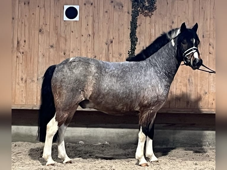 Lewitzer Mix Gelding 6 years 12,2 hh Pinto in Riedlingen