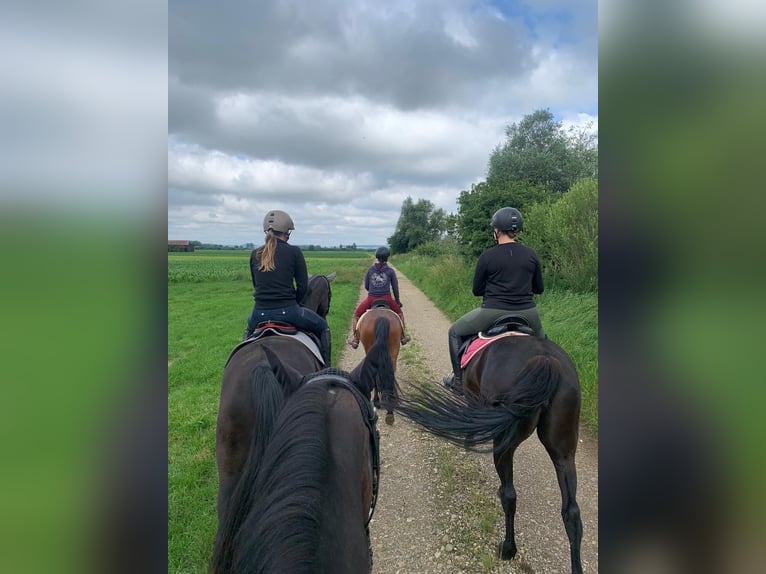 Lewitzer Mix Gelding 6 years 13,2 hh Brown in Günzburg