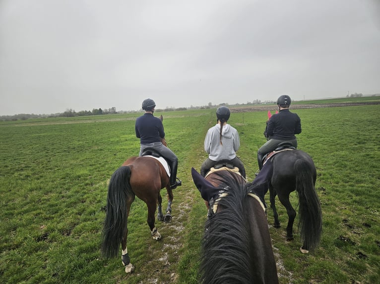 Lewitzer Mix Gelding 6 years 13,2 hh Brown in Günzburg