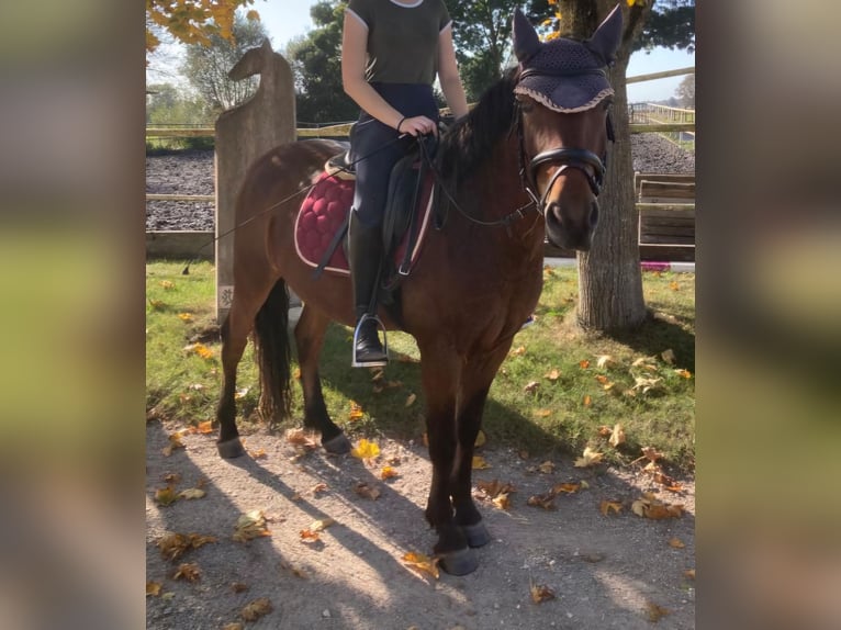 Lewitzer Mix Gelding 6 years 13,2 hh Brown in Günzburg