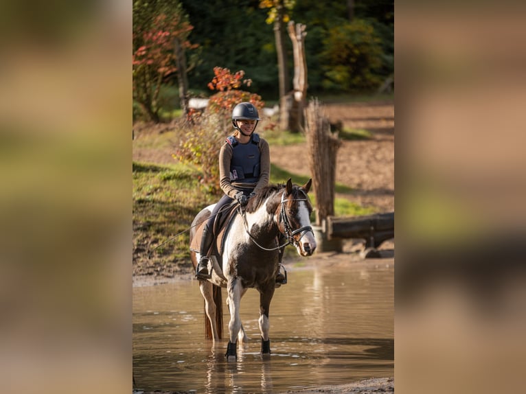 Lewitzer Gelding 6 years 13,3 hh Pinto in DahmeDahme