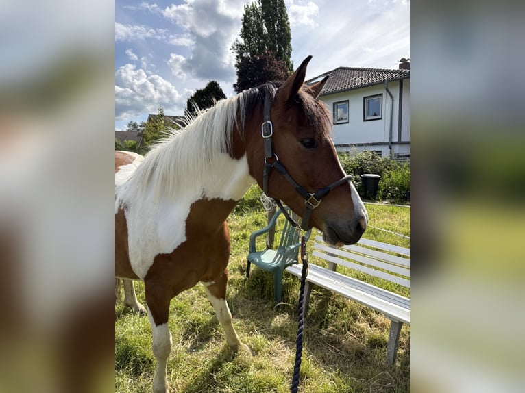 Lewitzer Gelding 6 years 14.2 hh Pinto in Bonn