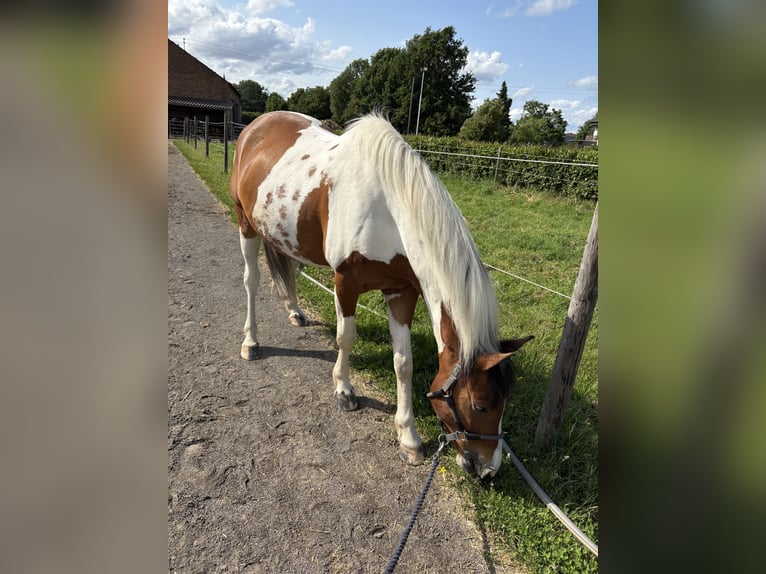 Lewitzer Gelding 6 years 14.2 hh Pinto in Bonn