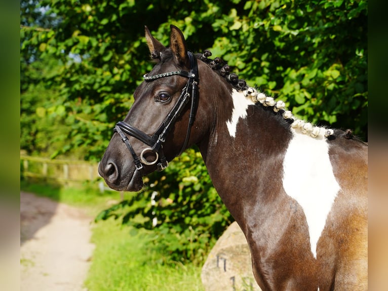 Lewitzer Gelding 7 years 13,2 hh in Jesteburg