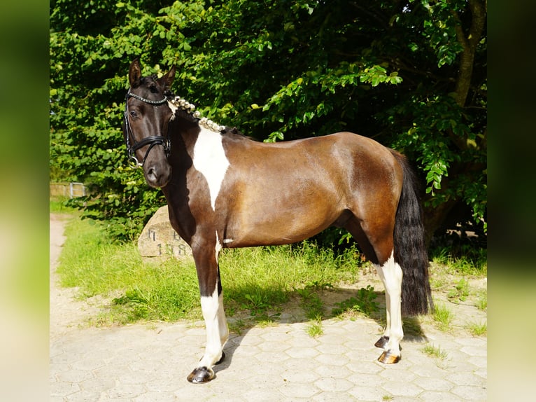 Lewitzer Gelding 7 years 13,2 hh in Jesteburg