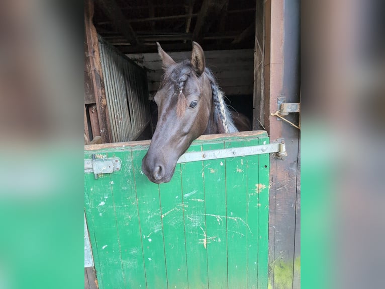 Lewitzer Gelding 7 years 13,2 hh Pinto in Jesteburg