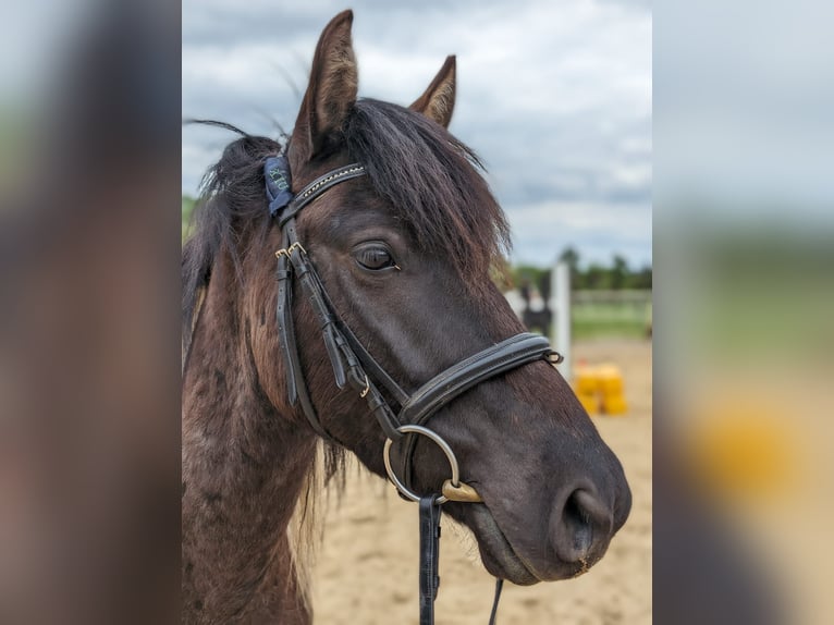 Lewitzer Gelding 7 years 13,2 hh Pinto in Jesteburg