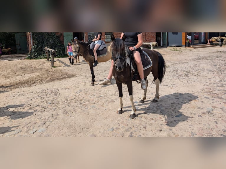 Lewitzer Gelding 7 years 13,2 hh Pinto in Jesteburg