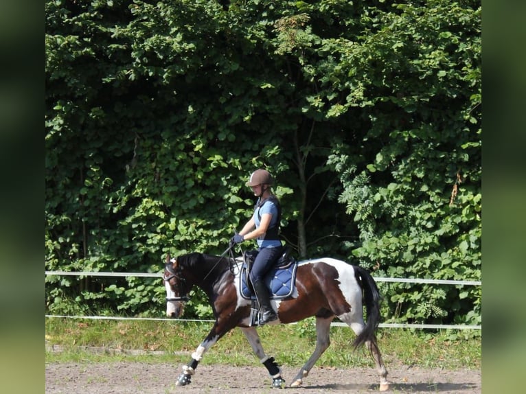 Lewitzer Gelding 7 years 14,1 hh Pinto in Fockbek
