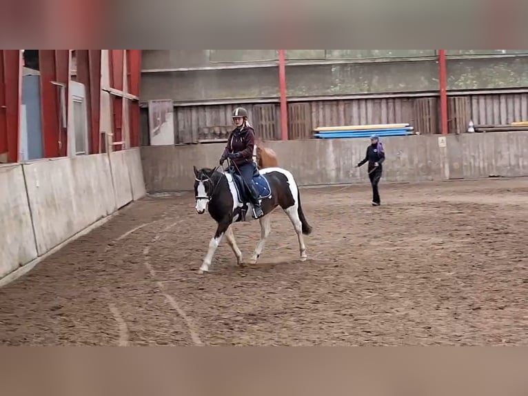 Lewitzer Gelding 7 years 14,1 hh Pinto in Fockbek