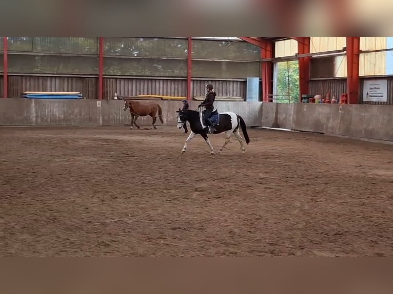 Lewitzer Gelding 7 years 14,1 hh Pinto in Fockbek