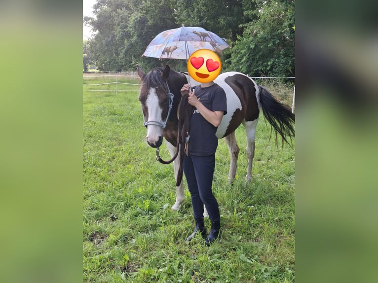 Lewitzer Gelding 7 years 14,1 hh Pinto in Fockbek