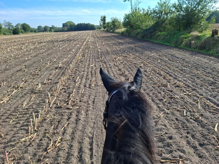 Lewitzer Gelding 7 years 14,1 hh Pinto in Fockbek