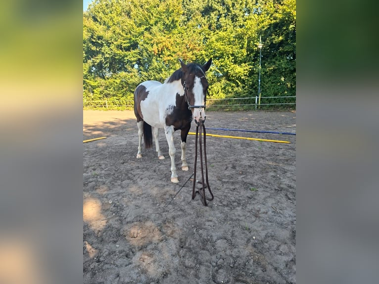 Lewitzer Gelding 7 years 14,1 hh Pinto in Fockbek