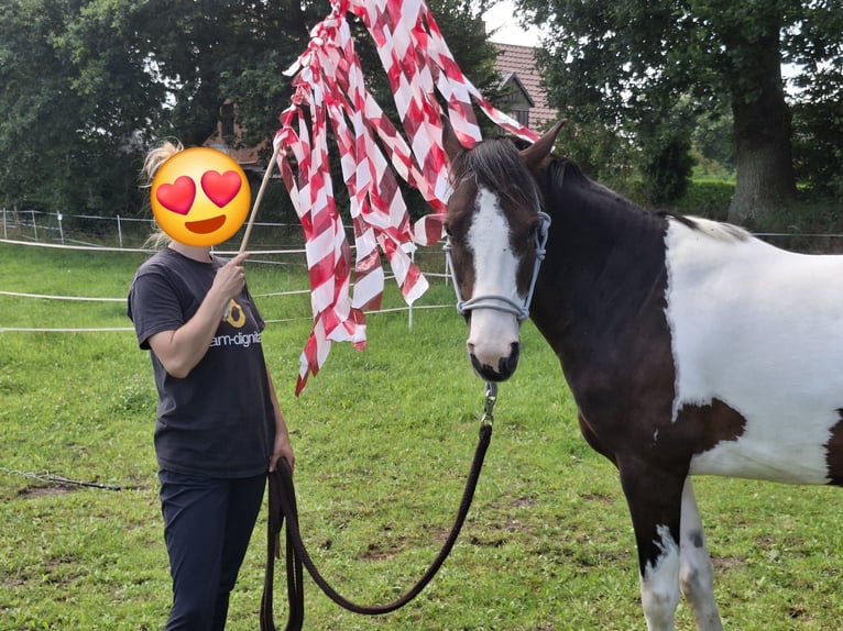 Lewitzer Gelding 7 years 14,1 hh Pinto in Fockbek