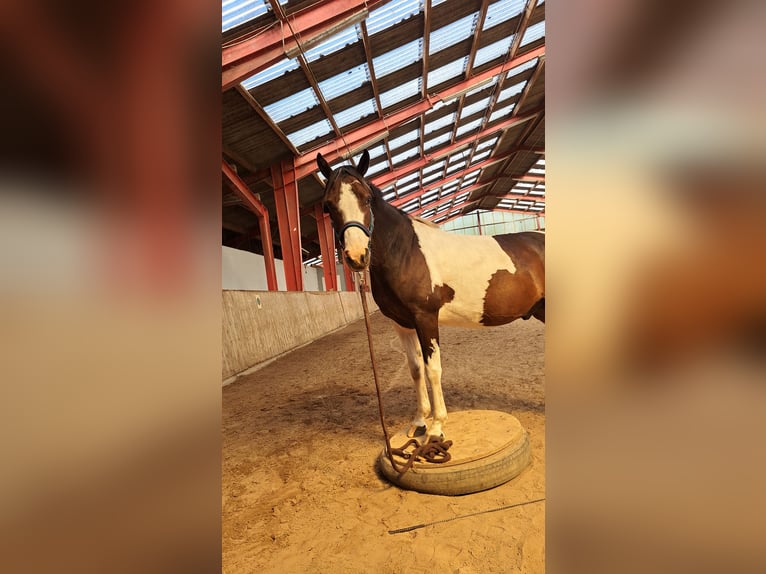 Lewitzer Gelding 7 years 14,1 hh Pinto in Fockbek