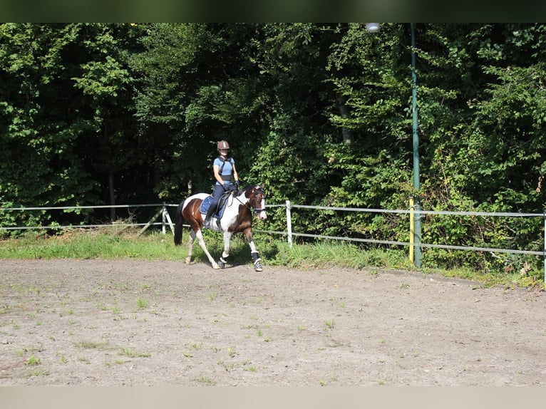 Lewitzer Gelding 7 years 14,1 hh Pinto in Fockbek