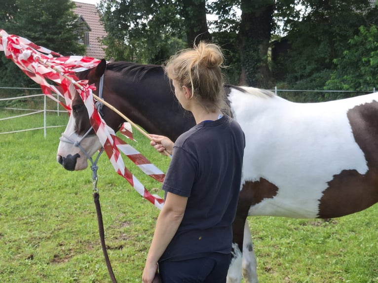 Lewitzer Gelding 7 years 14,1 hh Pinto in Fockbek