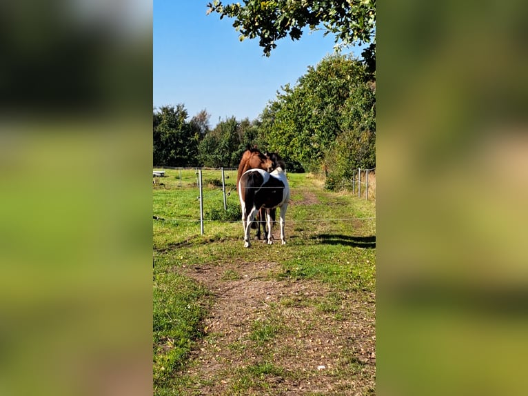 Lewitzer Gelding 7 years 14,1 hh Pinto in Fockbek