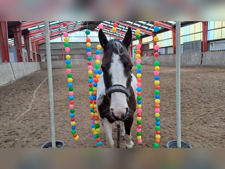 Lewitzer Gelding 7 years 14,1 hh Pinto in Fockbek