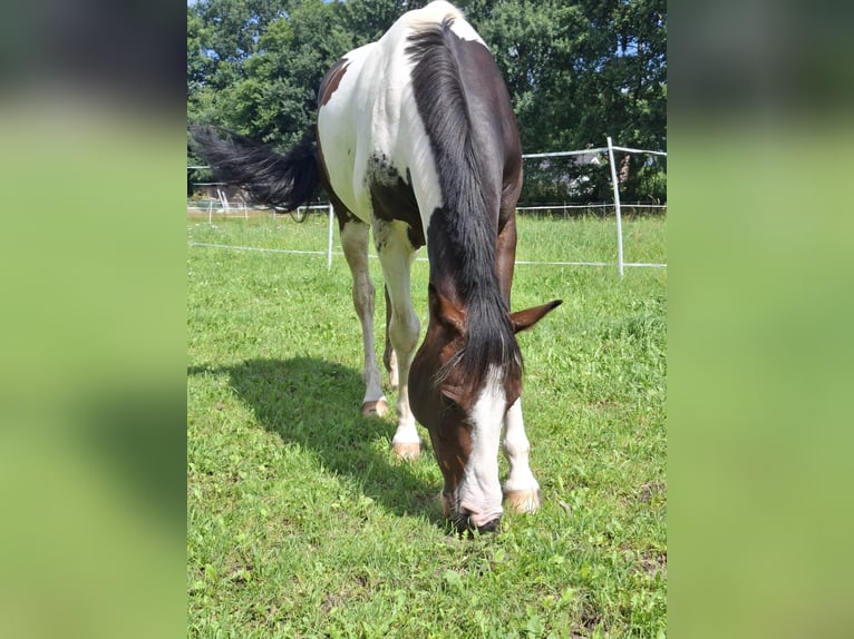 Lewitzer Gelding 7 years 14,1 hh Pinto in Fockbek