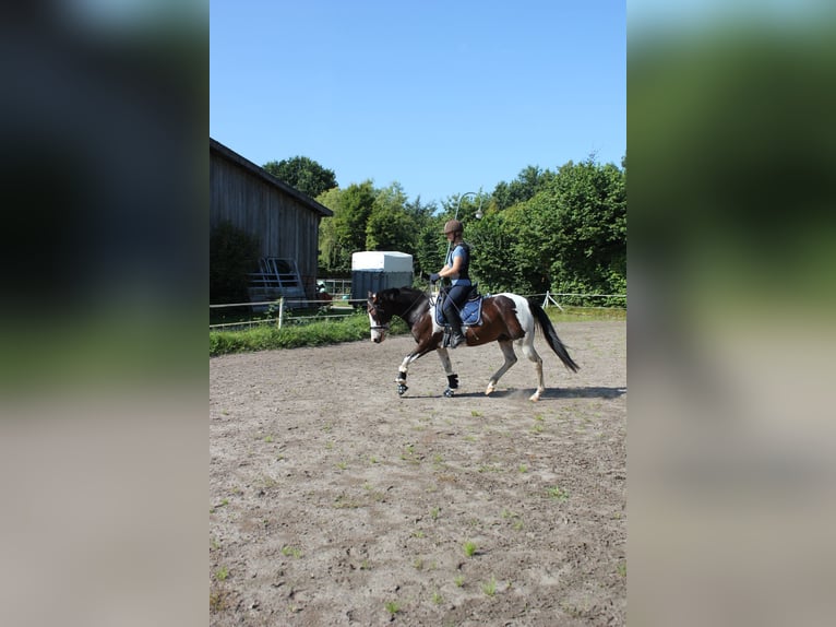 Lewitzer Gelding 7 years 14,1 hh Pinto in Fockbek