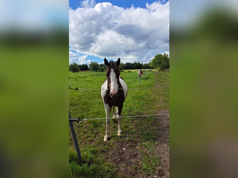 Lewitzer Gelding 7 years 14,1 hh Pinto in Fockbek