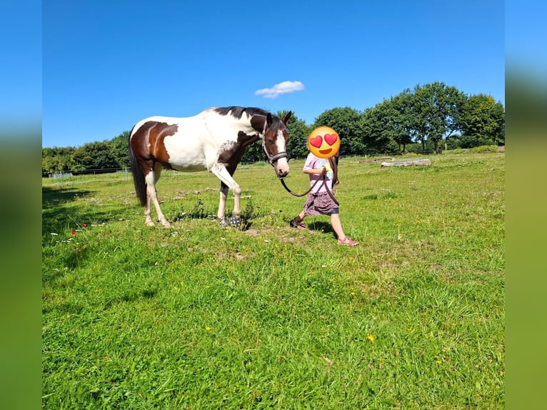 Lewitzer Gelding 7 years 14,1 hh Pinto in Fockbek
