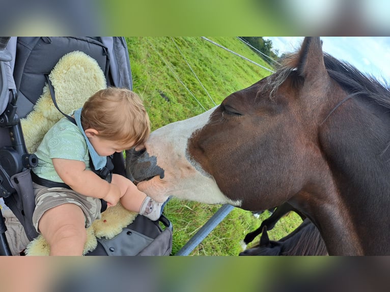 Lewitzer Gelding 7 years 14,1 hh Pinto in Fockbek