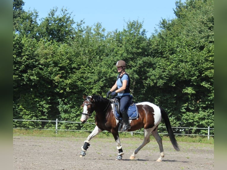 Lewitzer Gelding 7 years 14,1 hh Pinto in Fockbek