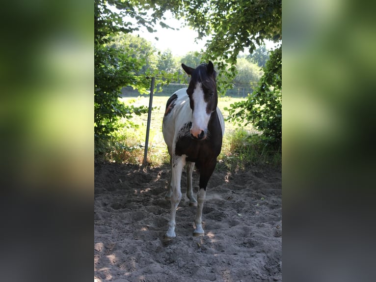 Lewitzer Gelding 7 years 14,1 hh Pinto in Fockbek