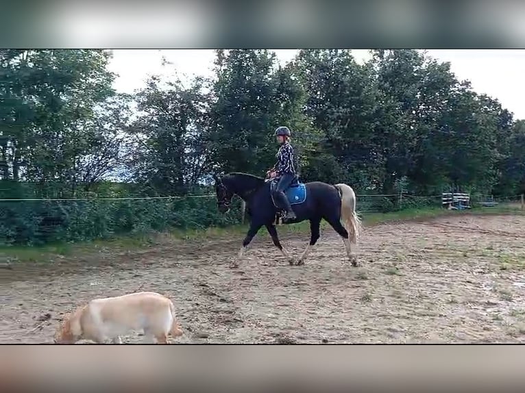 Lewitzer Gelding 7 years 15,1 hh Pinto in Jörl