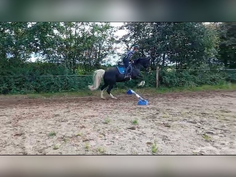 Lewitzer Gelding 7 years 15,1 hh Pinto in Jörl