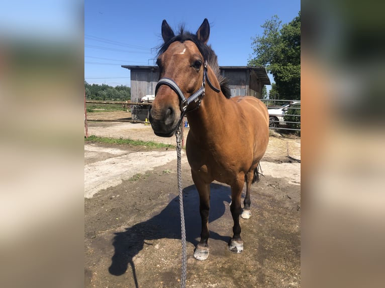 Lewitzer Mix Gelding 8 years 14,1 hh Dun in Sinzheim