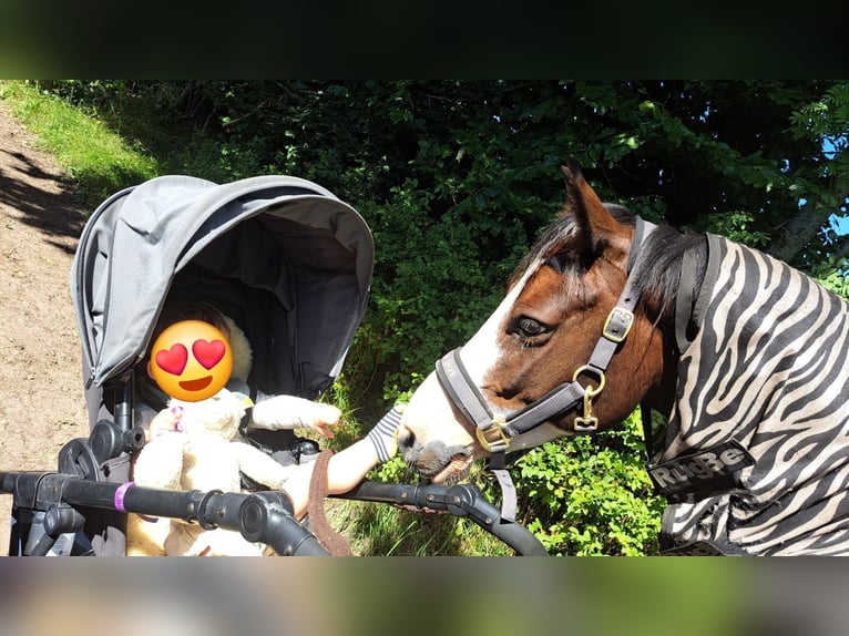 Lewitzer Gelding 8 years 14,1 hh Pinto in Fockbek